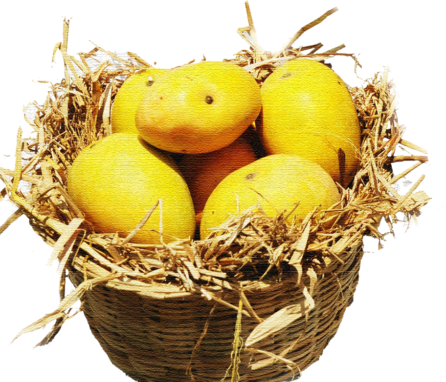 Ripe mangoes resting in a hay basket
